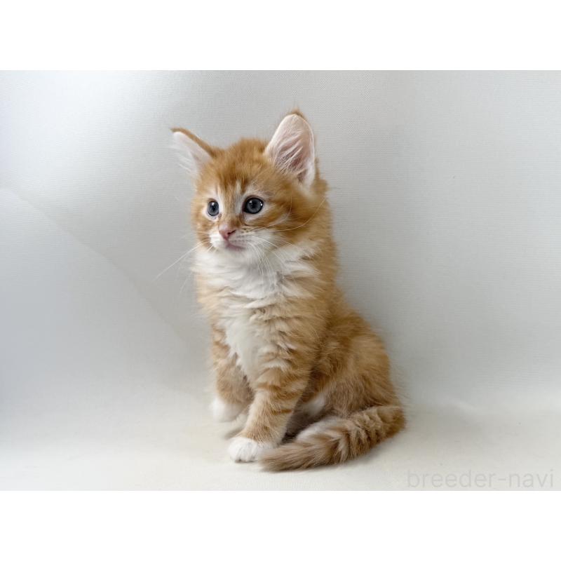 販売中の福岡県のノルウェージャンフォレストキャット-140236の4枚目