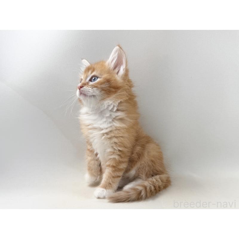 販売中の福岡県のノルウェージャンフォレストキャット-140236の3枚目