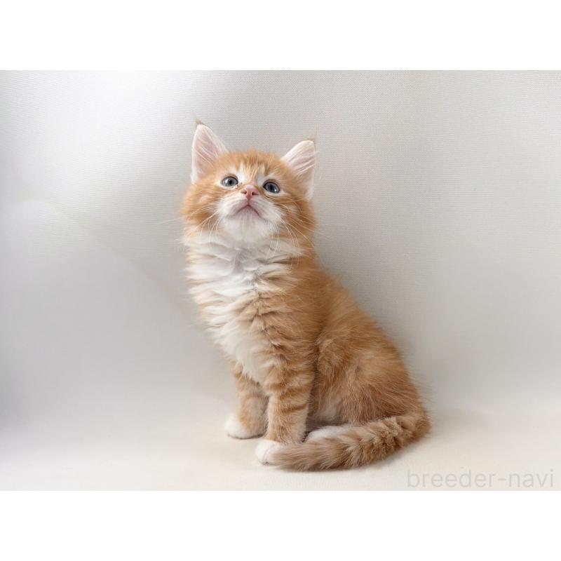 販売中の福岡県のノルウェージャンフォレストキャット-140236の2枚目