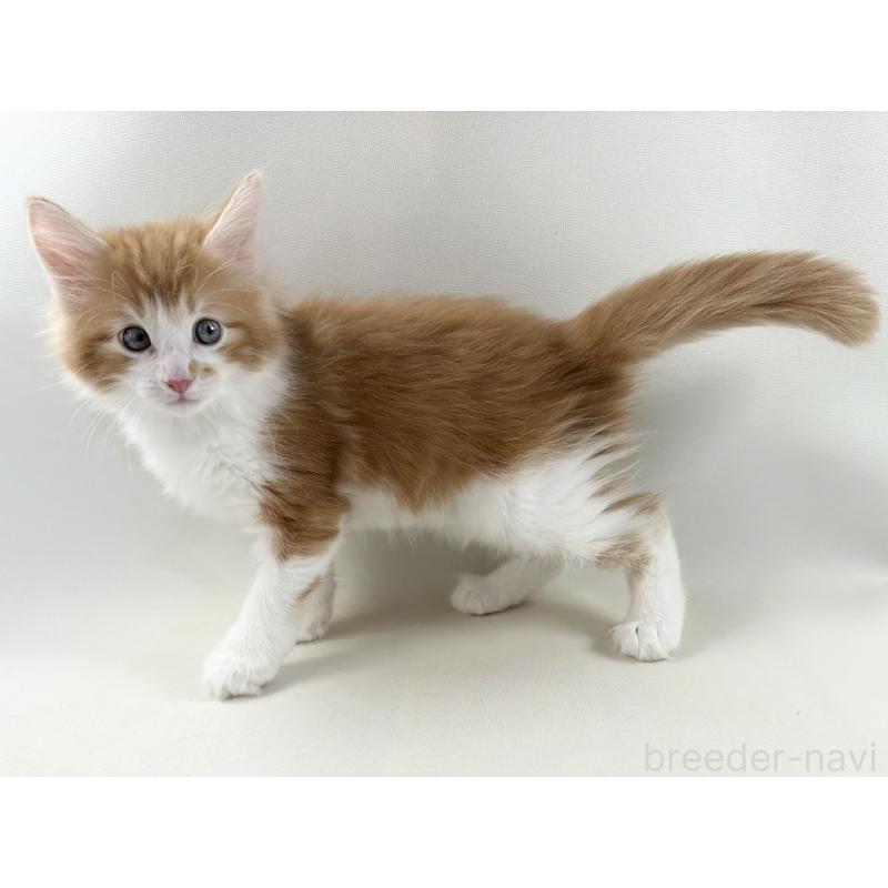 商談中の福岡県のノルウェージャンフォレストキャット-140237の15枚目