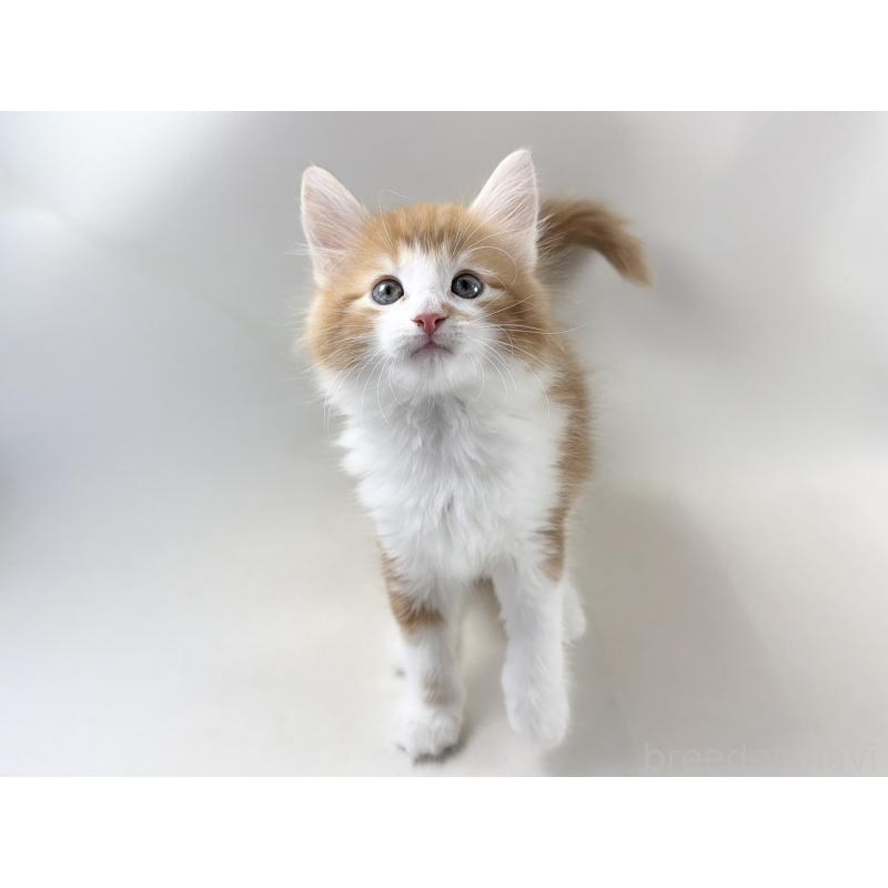 商談中の福岡県のノルウェージャンフォレストキャット-140237の14枚目