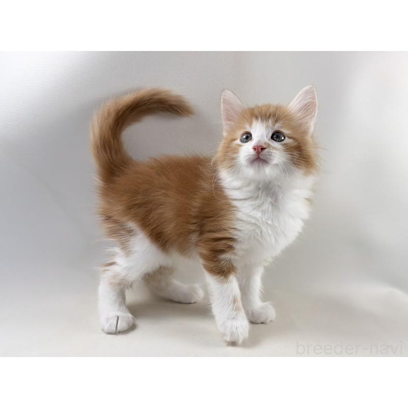 商談中の福岡県のノルウェージャンフォレストキャット-140237の13枚目