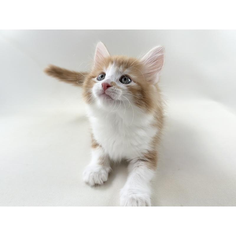 商談中の福岡県のノルウェージャンフォレストキャット-140237の12枚目