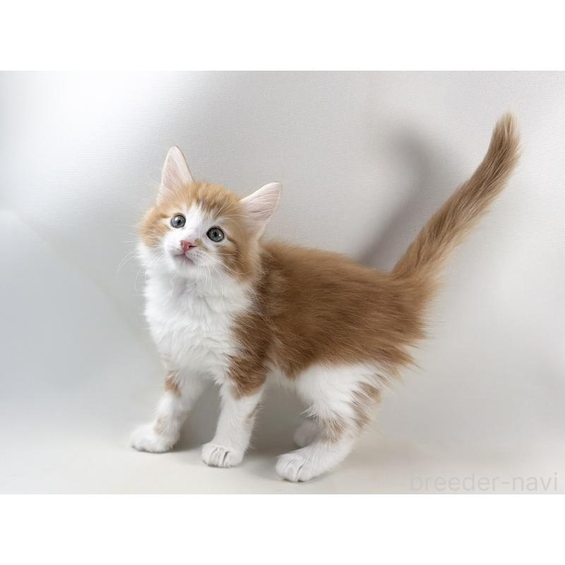 商談中の福岡県のノルウェージャンフォレストキャット-140237の11枚目