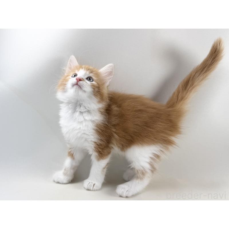 商談中の福岡県のノルウェージャンフォレストキャット-140237の10枚目