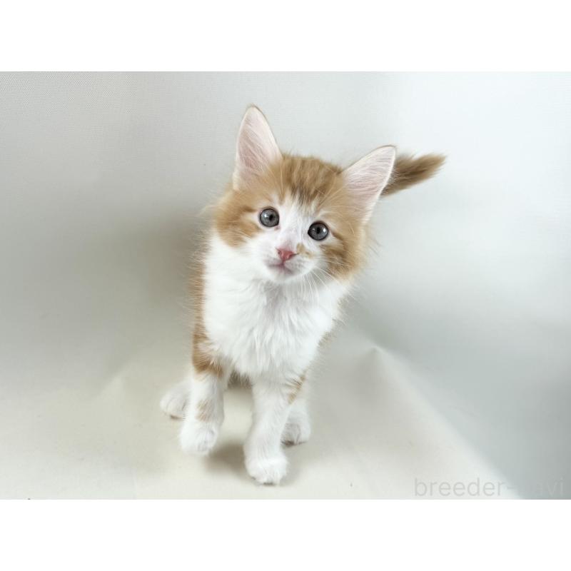 商談中の福岡県のノルウェージャンフォレストキャット-140237の9枚目