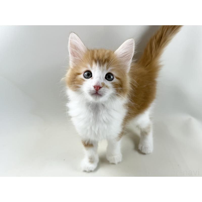 商談中の福岡県のノルウェージャンフォレストキャット-140237の7枚目