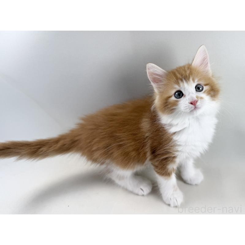 商談中の福岡県のノルウェージャンフォレストキャット-140237の8枚目