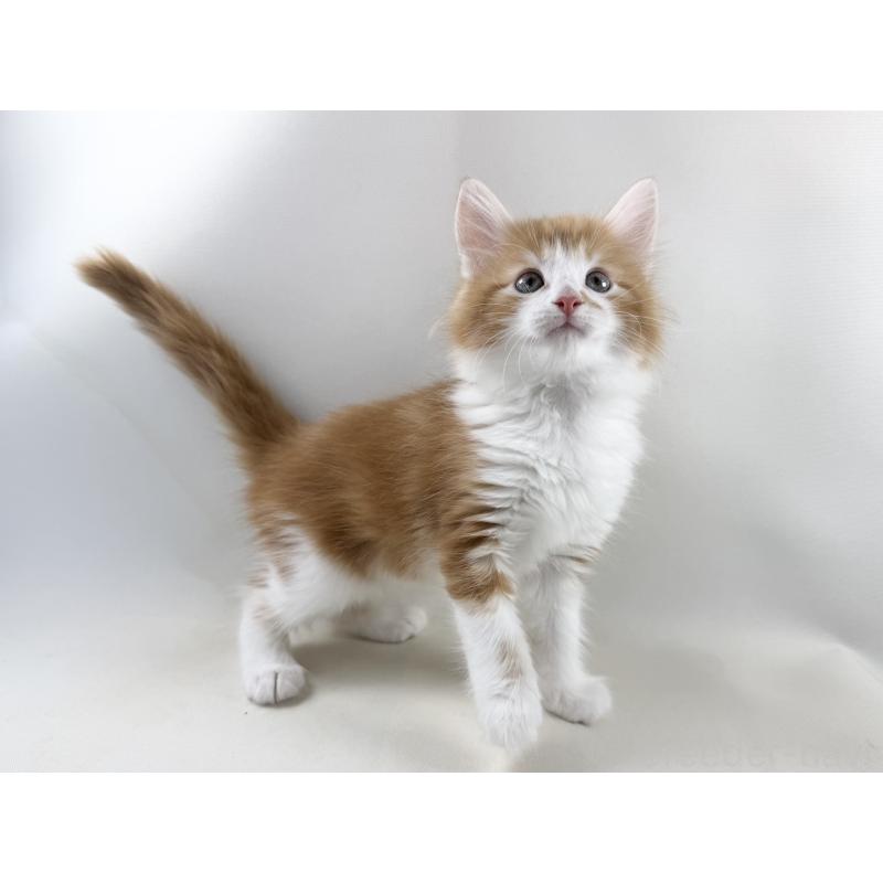 商談中の福岡県のノルウェージャンフォレストキャット-140237の6枚目