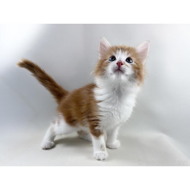 商談中の福岡県のノルウェージャンフォレストキャット-140237の5枚目