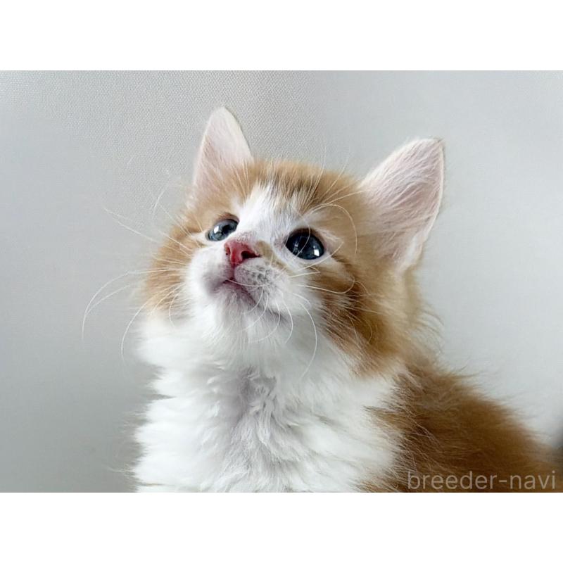 商談中の福岡県のノルウェージャンフォレストキャット-140237の3枚目