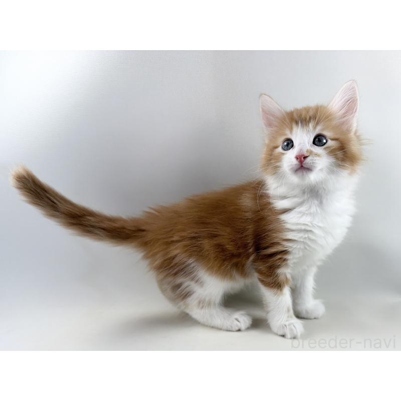 商談中の福岡県のノルウェージャンフォレストキャット-140237の4枚目