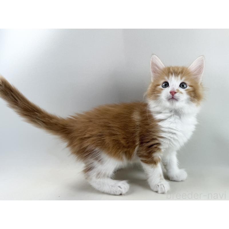 商談中の福岡県のノルウェージャンフォレストキャット-140237の2枚目