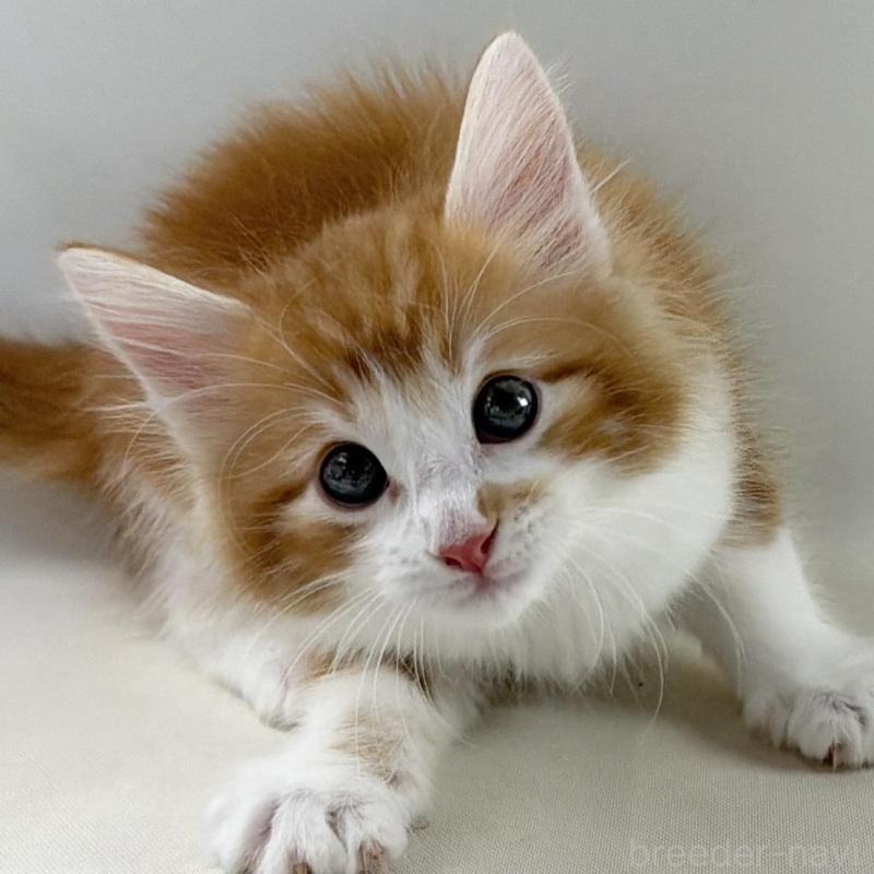 商談中の福岡県のノルウェージャンフォレストキャット-140237