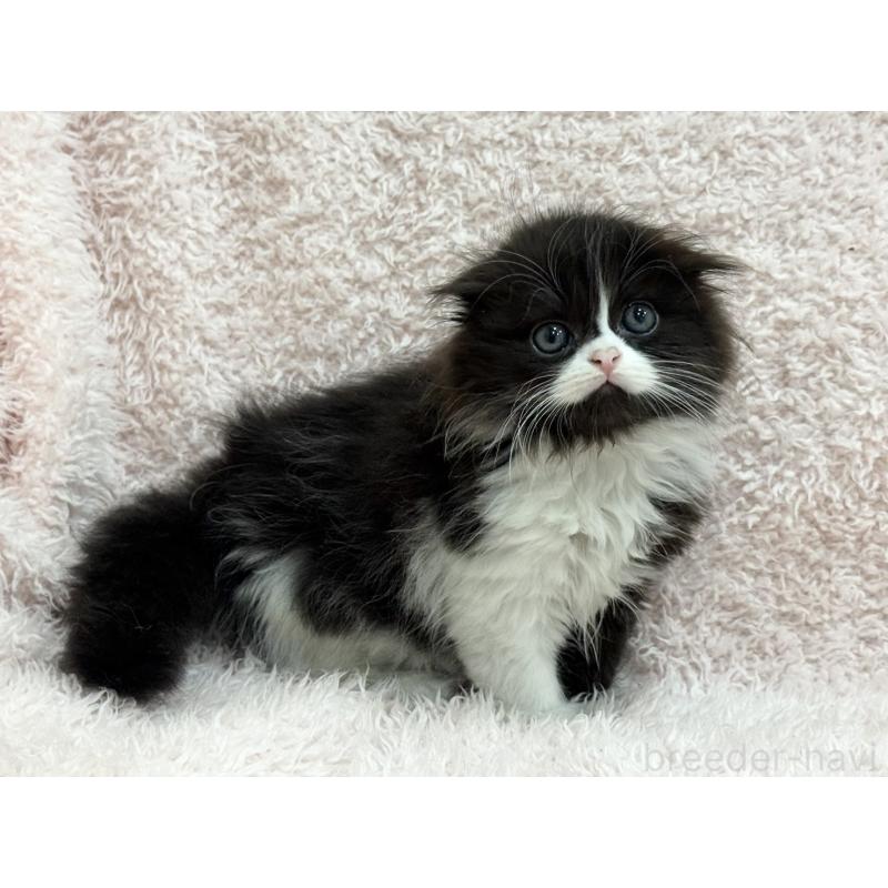 販売中の三重県のスコティッシュフォールド(折れ耳)-140239の8枚目