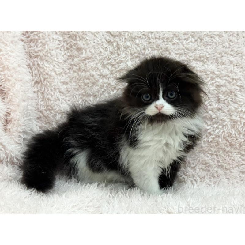 販売中の三重県のスコティッシュフォールド(折れ耳)-140239の7枚目