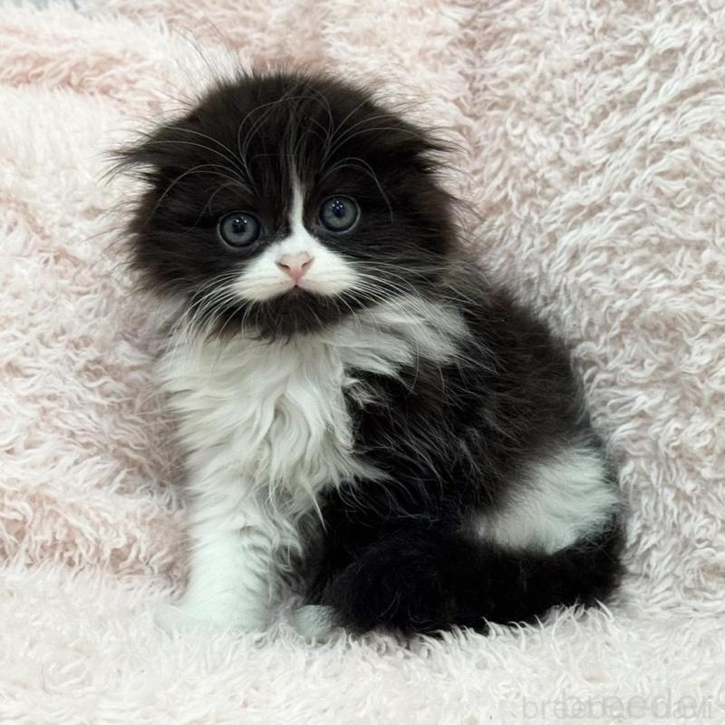 販売中の三重県のスコティッシュフォールド(折れ耳)-140239の1枚目