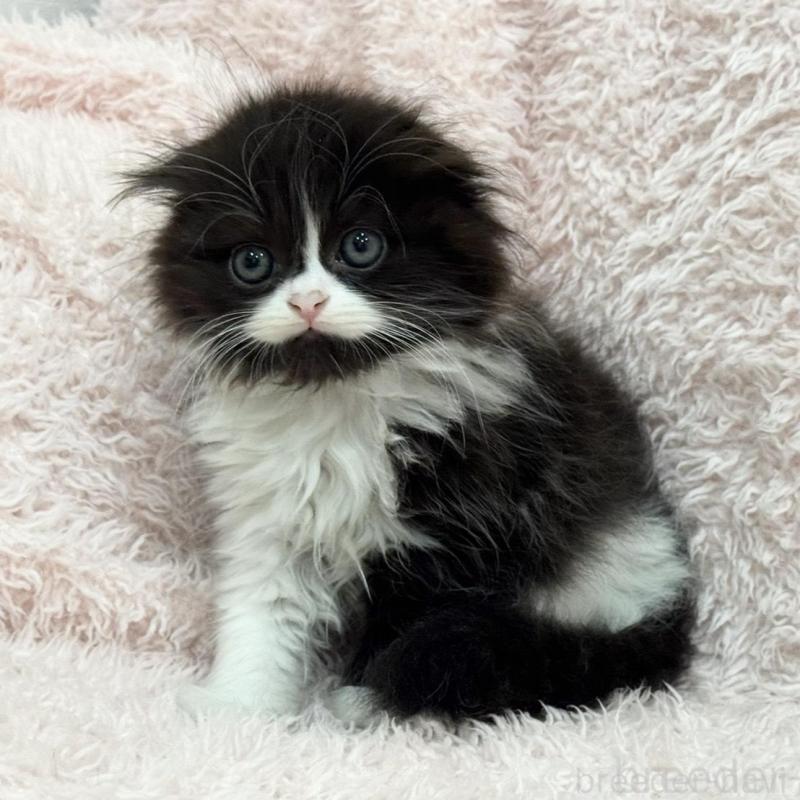 販売中の三重県のスコティッシュフォールド(折れ耳)-140239の6枚目