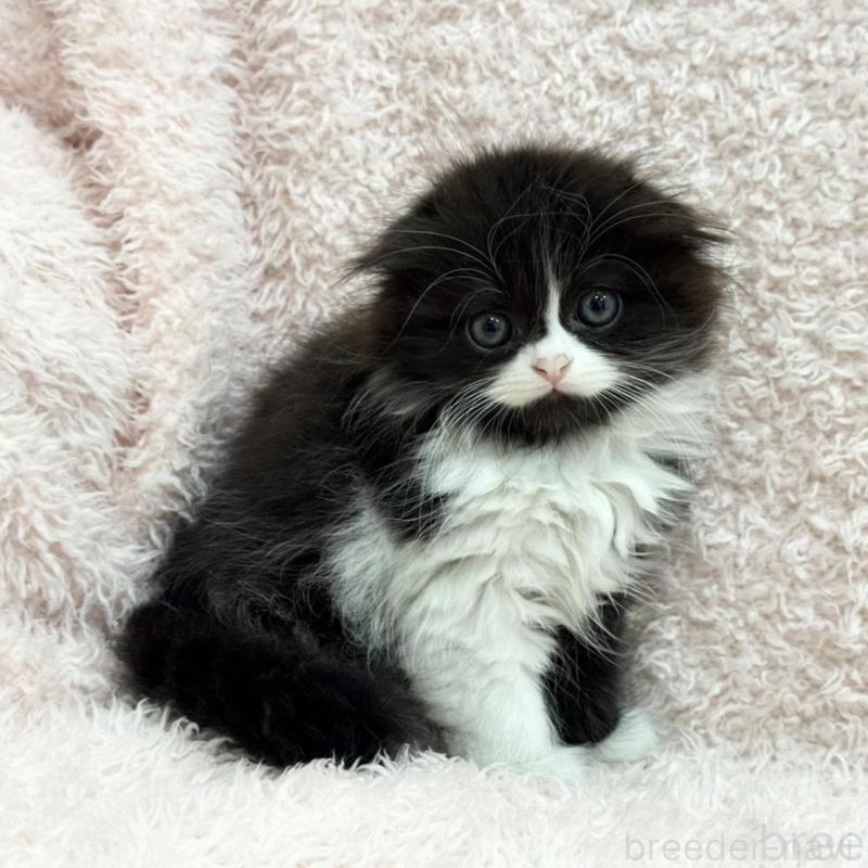 販売中の三重県のスコティッシュフォールド(折れ耳)-140239の5枚目