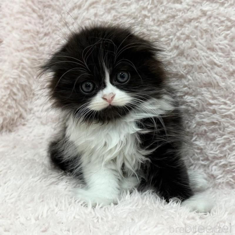 販売中の三重県のスコティッシュフォールド(折れ耳)-140239の4枚目
