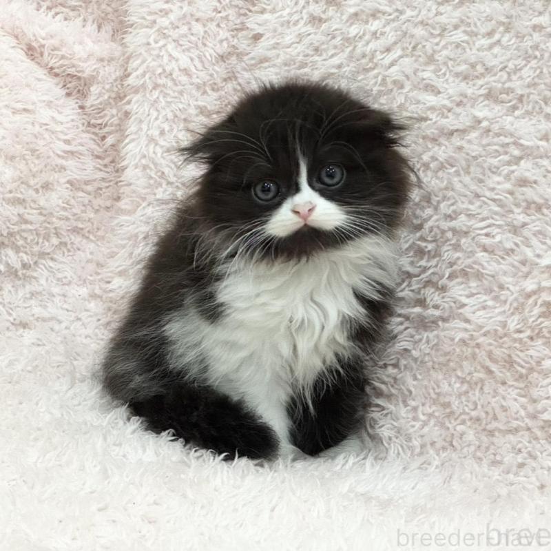 販売中の三重県のスコティッシュフォールド(折れ耳)-140239の3枚目