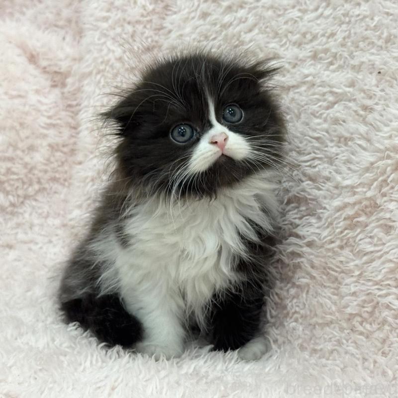 販売中の三重県のスコティッシュフォールド(折れ耳)-140239の2枚目