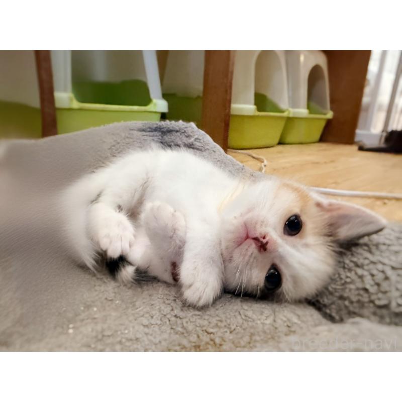 販売中の徳島県のスコティッシュフォールド-140240の17枚目