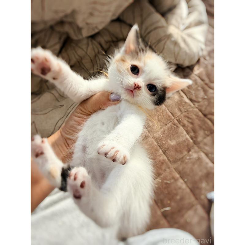 販売中の徳島県のスコティッシュフォールド-140240の16枚目