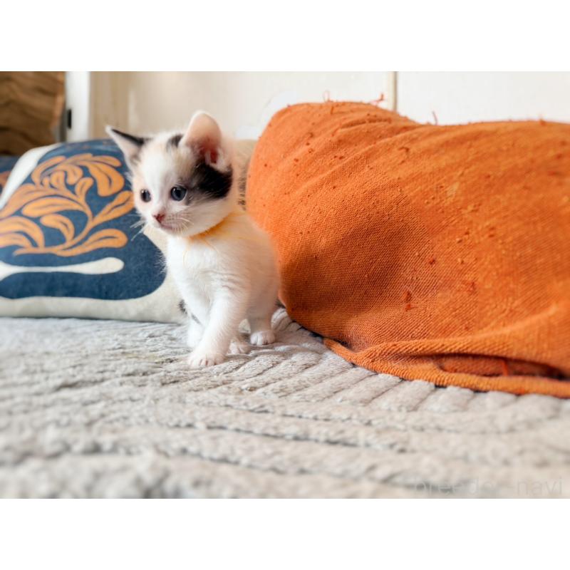 販売中の徳島県のスコティッシュフォールド-140240の15枚目