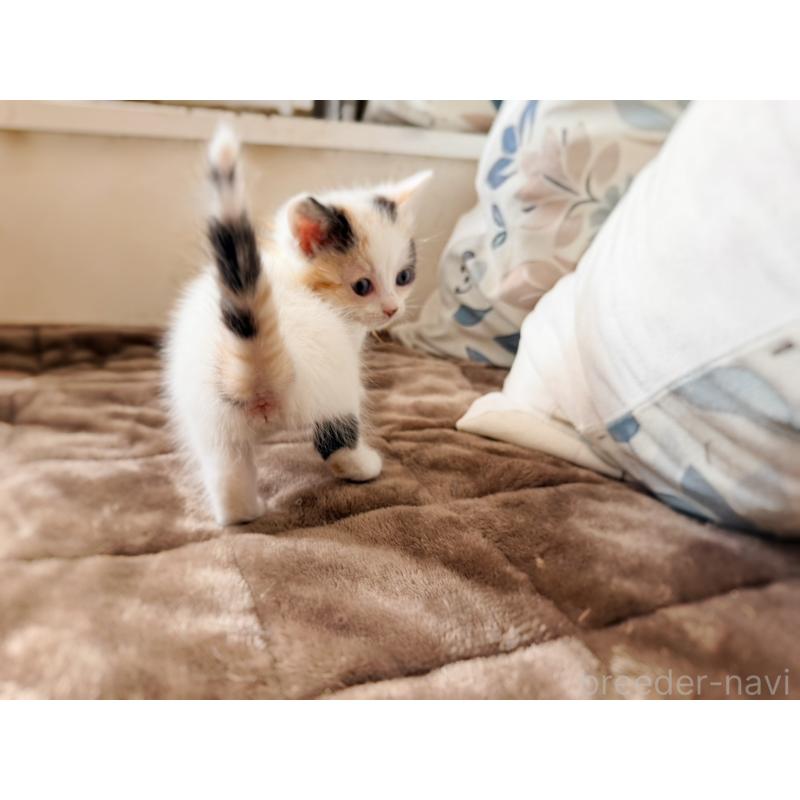 販売中の徳島県のスコティッシュフォールド-140240の14枚目