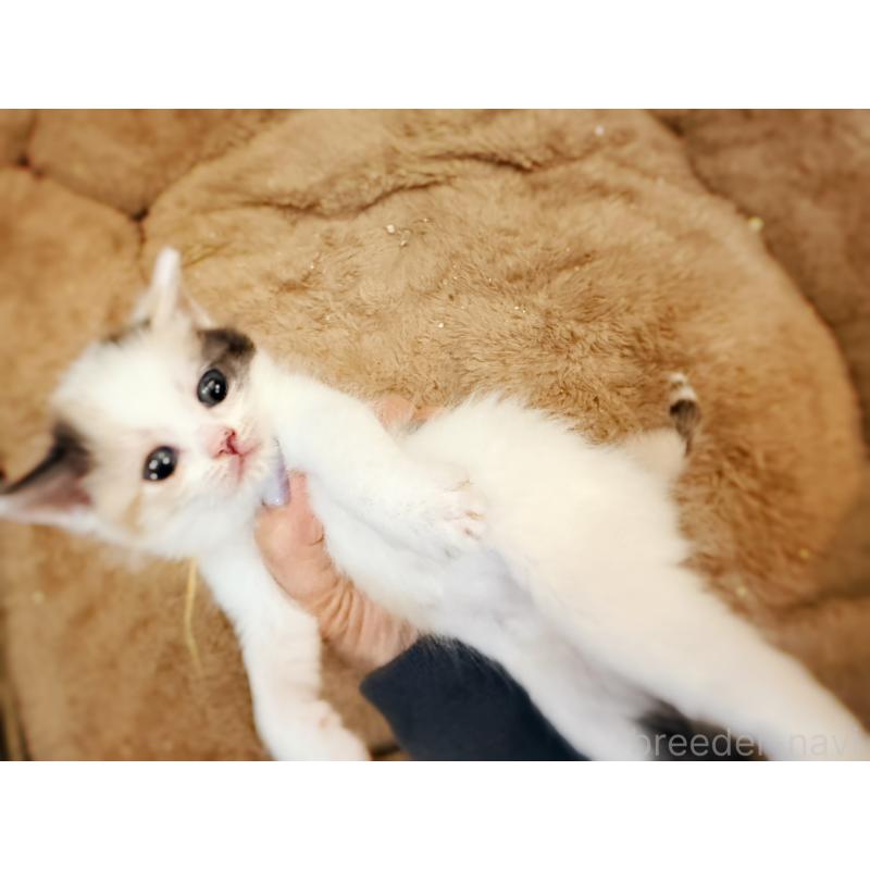 販売中の徳島県のスコティッシュフォールド-140240の13枚目