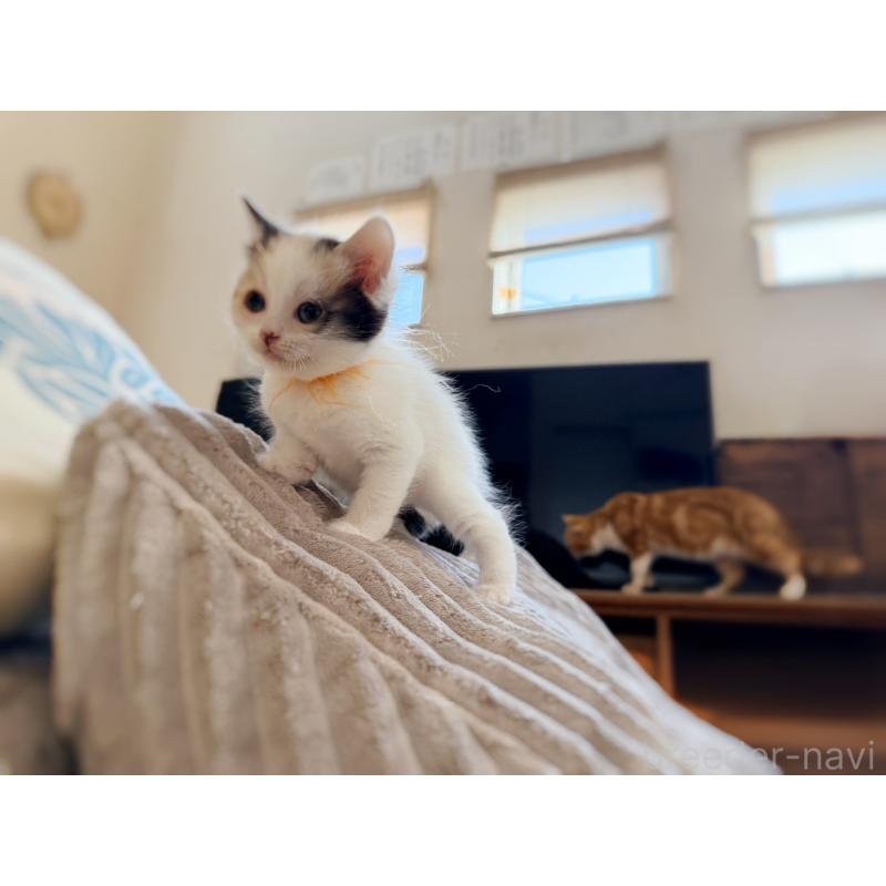 販売中の徳島県のスコティッシュフォールド-140240の12枚目