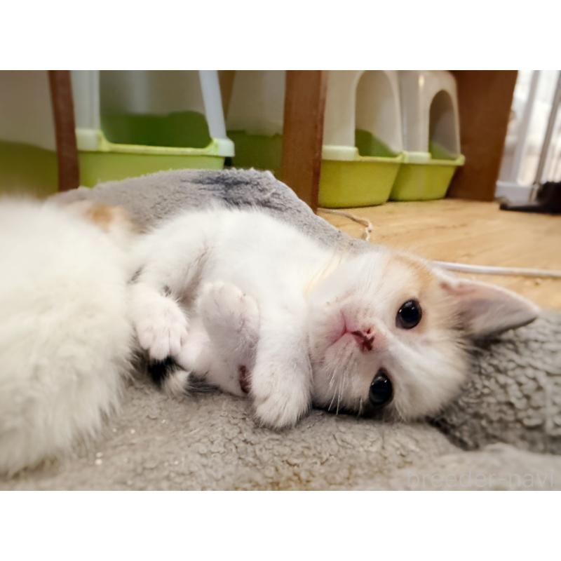 販売中の徳島県のスコティッシュフォールド-140240の11枚目