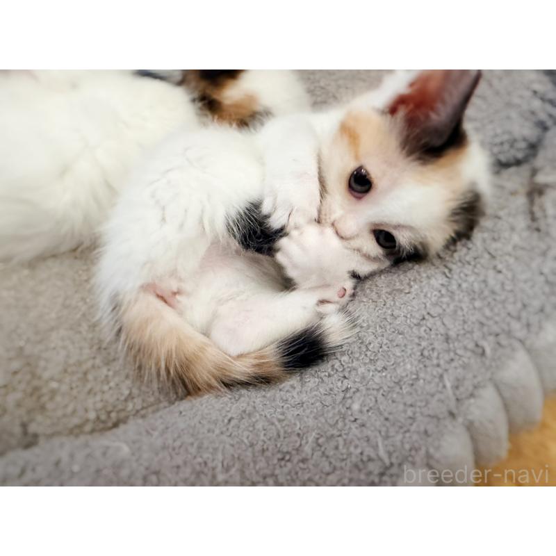 販売中の徳島県のスコティッシュフォールド-140240の10枚目