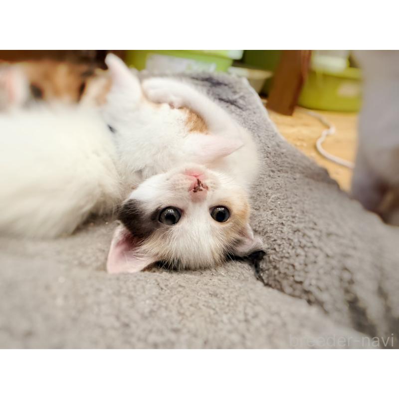 販売中の徳島県のスコティッシュフォールド-140240の9枚目