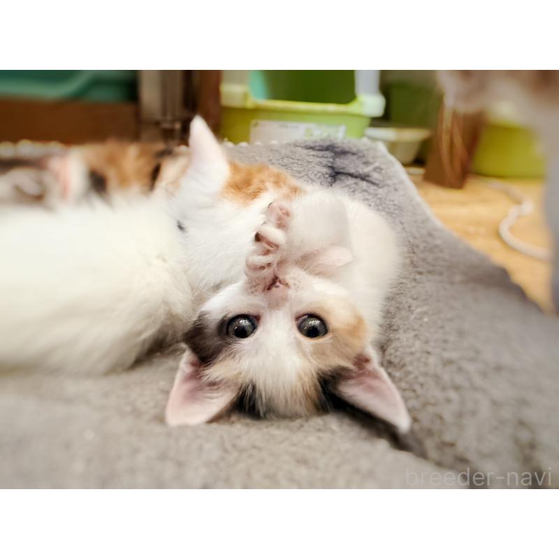 販売中の徳島県のスコティッシュフォールド-140240の8枚目