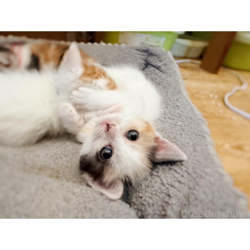 販売中の徳島県のスコティッシュフォールド-140240の7枚目