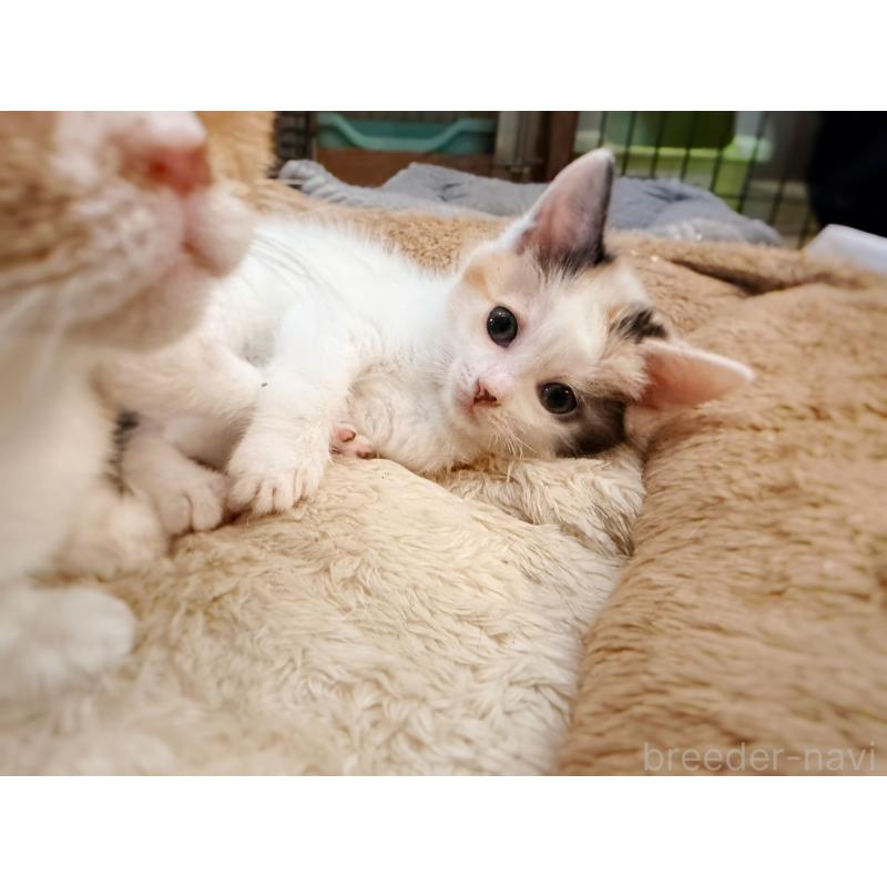 販売中の徳島県のスコティッシュフォールド-140240の6枚目