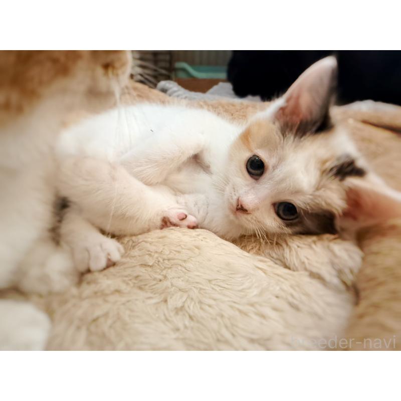 販売中の徳島県のスコティッシュフォールド-140240の5枚目