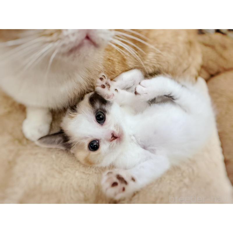 販売中の徳島県のスコティッシュフォールド-140240の4枚目