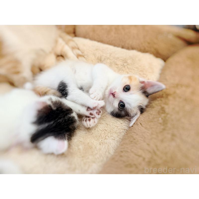 販売中の徳島県のスコティッシュフォールド-140240の3枚目