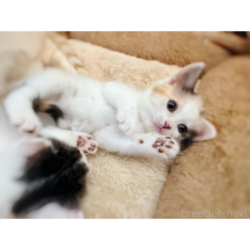 販売中の徳島県のスコティッシュフォールド-140240の2枚目