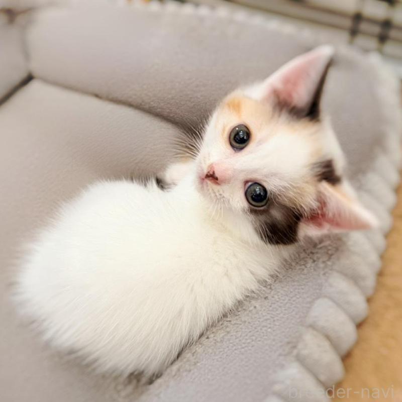 販売中の徳島県のスコティッシュフォールド-140240の1枚目