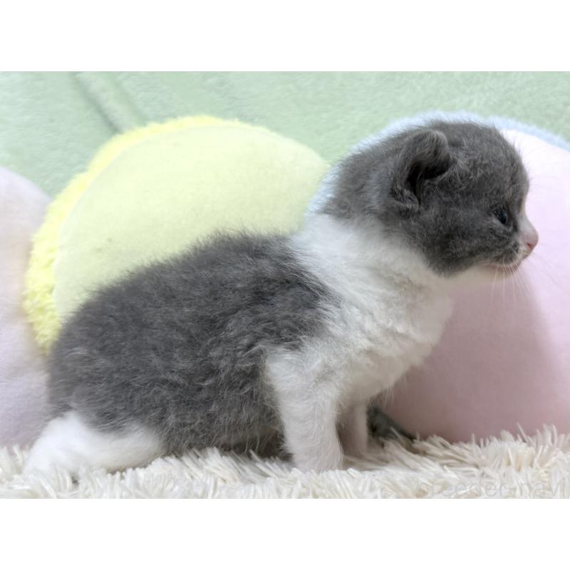 販売中の大阪府のブリティッシュショートヘア-140241の6枚目