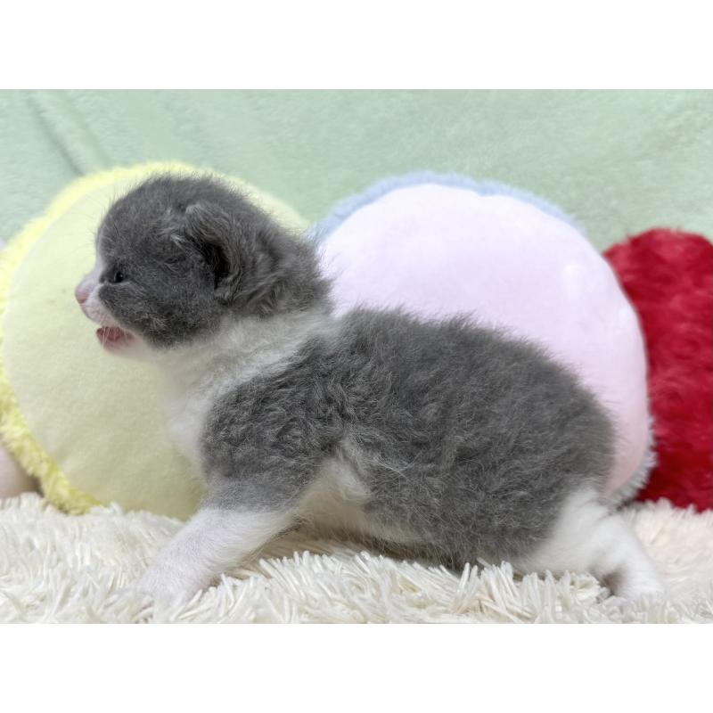 販売中の大阪府のブリティッシュショートヘア-140241の5枚目