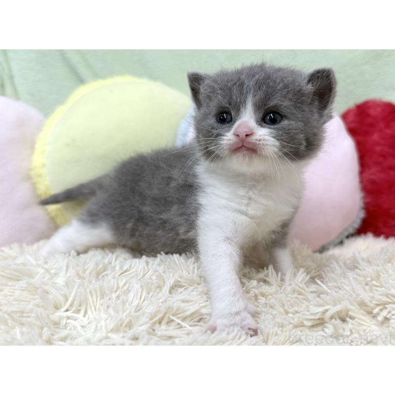 販売中の大阪府のブリティッシュショートヘア-140241の4枚目