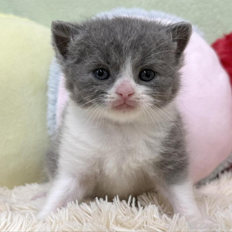 販売中の大阪府のブリティッシュショートヘア-140241の3枚目