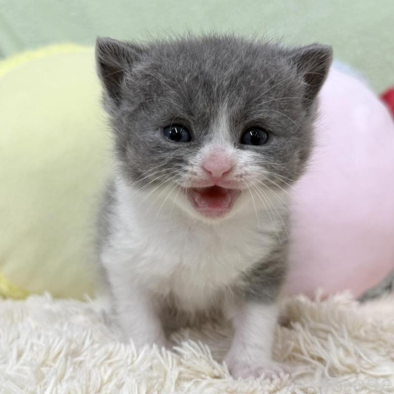 販売中の大阪府のブリティッシュショートヘア-140241の2枚目