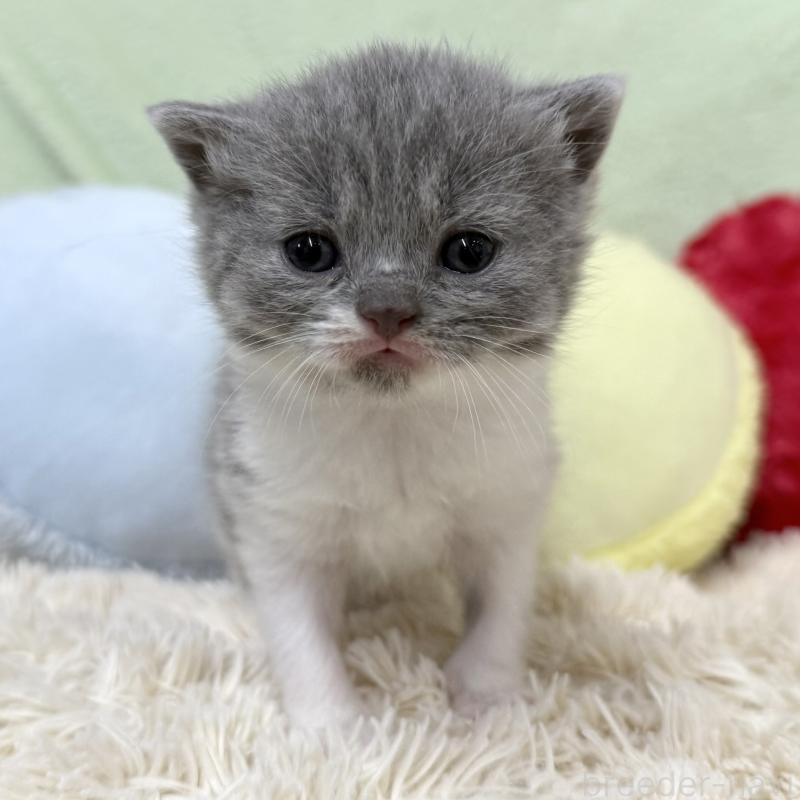 販売中の大阪府のブリティッシュショートヘア-140242の6枚目