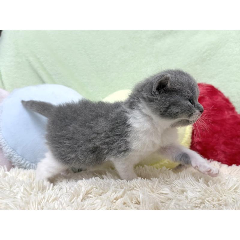 販売中の大阪府のブリティッシュショートヘア-140242の5枚目